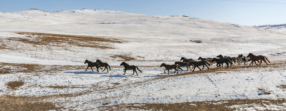 Galop, wyspa Olchon, jezioro Bajkał, Syberia, Rosja