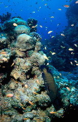 Fototapeta na wymiar Coral with a lot of Anthias