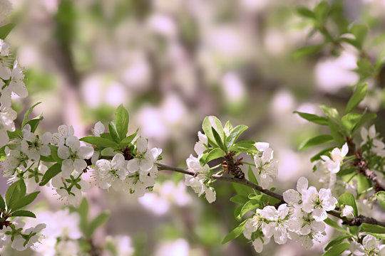 Pea tree spring blossom