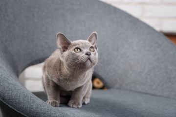 grey kitten Burmese sitting on a gray fabric chair in the interior against the white brick walls