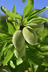 branch of almond tree with green almonds