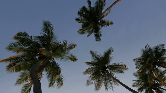 Palm Trees With Blue Sky