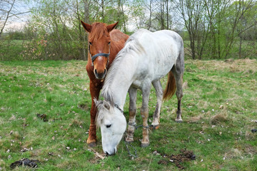 Obraz na płótnie Canvas Two horses white and chestnut coloured one are put out to grass