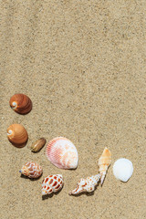 Landscape with conch on tropical beach