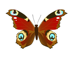 Isolated beautiful butterfly on white background. Red colors.