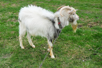 Domesticated goat feeding off grass in the field. Farm animals.