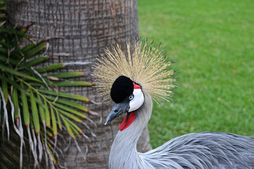 Kopf von einem Kronenkranich