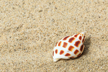 Landscape with conch on tropical beach