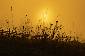 Fototapeta premium Grass and fence in the sun shining trough morning mist