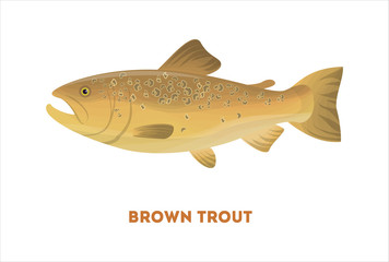 Isolated brown trout fish on white background. Fresh food.