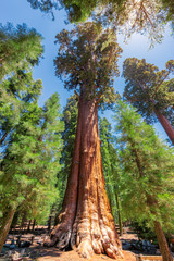 General Sherman tree in Sequoia National Park, California.