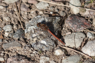 Blutrote Heidelibelle