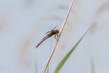 Blutrote Heidelibelle