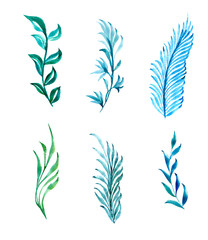 Drawing of the leaves of a plant on a white background painted with watercolors