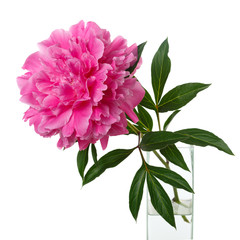 Pink peony in a vase isolated on white background.