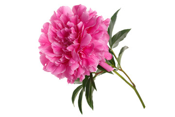 Pink peony isolated on white background.