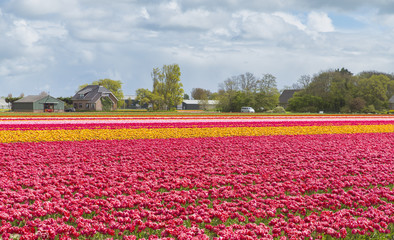 Landscape with tulips, traditional dutch windmills and houses near the canal in Zaanse Schans, Netherlands, Europe