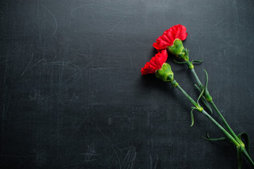 Carnation on a dark background copy space