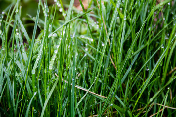 Dew drops on green grass. Green grass background