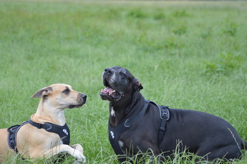 Deutsche Doggen im Gras