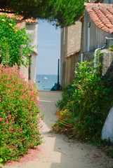 Fototapeta na wymiar a flowered alley on the isle of Noirmoutier with the sea in the background