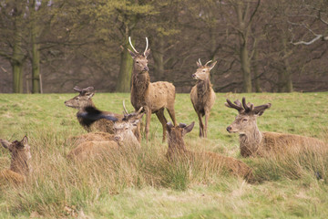 Deers in Richmond Queens’ Park in London 