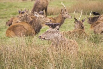 Deers in Richmond Queens’ Park in London 