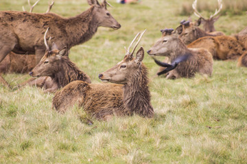 Deers in Richmond Queens’ Park in London 