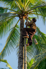 The man way of life of gardeners made of coconut sugar. in the evening day