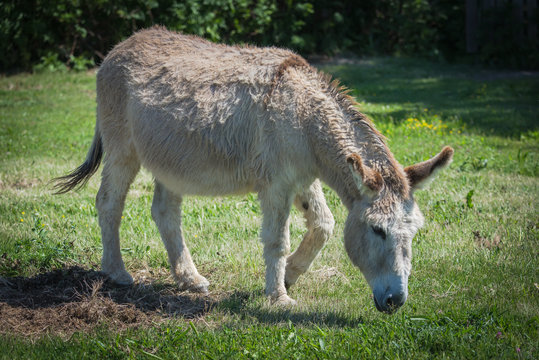 Donkey in a field 