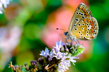 Polyommatus icarus