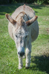 Donkey in a field 