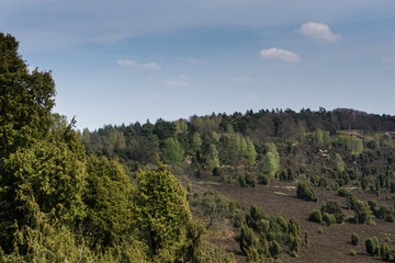 Obraz premium Nature conservation area with many trees and blue sky