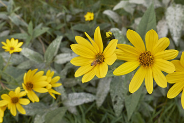 Helianthus tuberosus