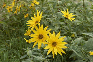 Helianthus tuberosus