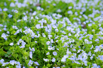 Little blue spring flowers growing in the field