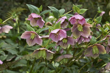 helleborus orientalis
