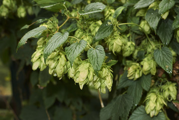 Humulus lupulus