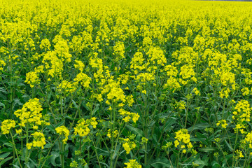 Rape field in full bloom at sunshine