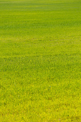 Obraz na płótnie Canvas Green artificial grass soccer field for background.