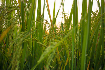 rice field