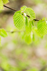 Buds of leaves in early spring