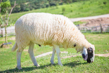 Obraz premium Sheep