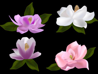 set of magnolia flowers isolated on black background