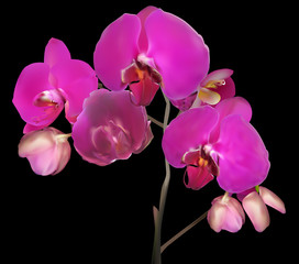 Fototapeta na wymiar isolated on black large purple orchid flowers on stem