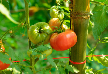 tomato tree in garden