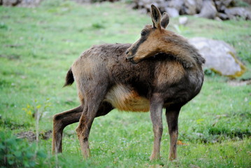Isard