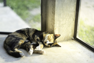 tree color cat sleep in the afternoon. Her look a good dream