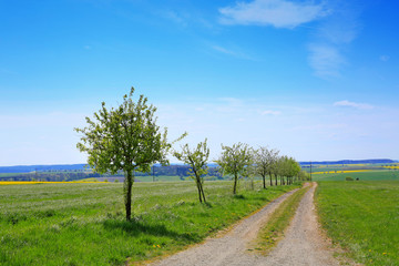 Obraz premium Spring trees and blue sky.
