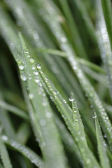 Dew on moist grass